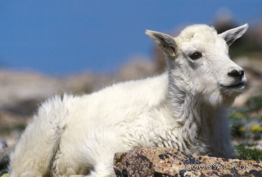 Baby Mountain Goat Laying on a Rock