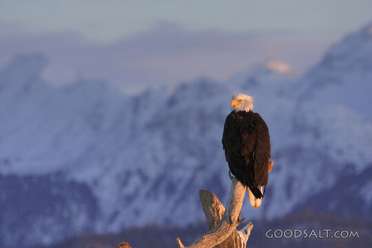 Bald Eagle at Sunset