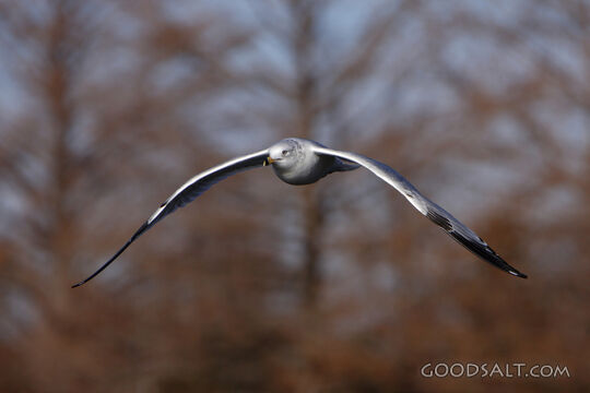 Bird Flying