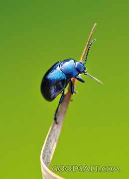 Blue Insect