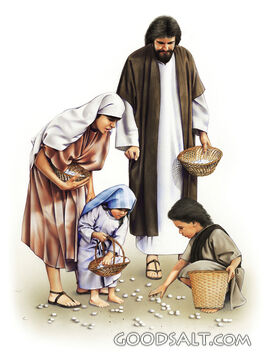 Children of Isreal Gathering Manna