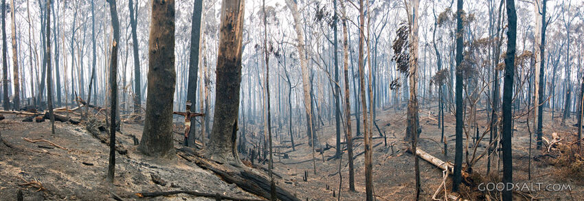 Jesus Dies in the Burnt Out Forest