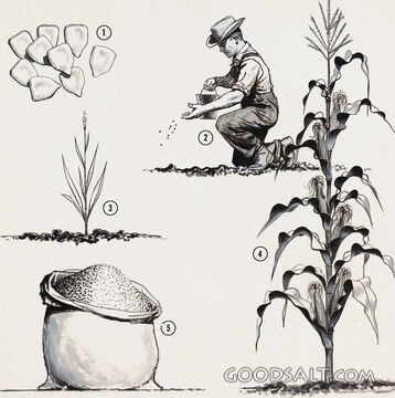Life Cycles
