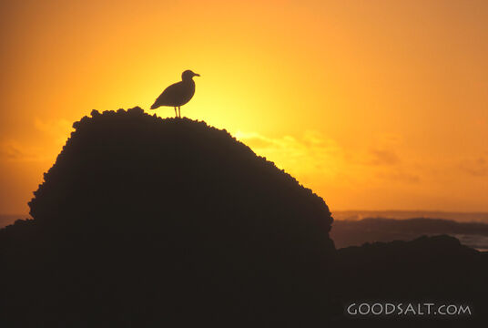 A single bird perched on a rock.