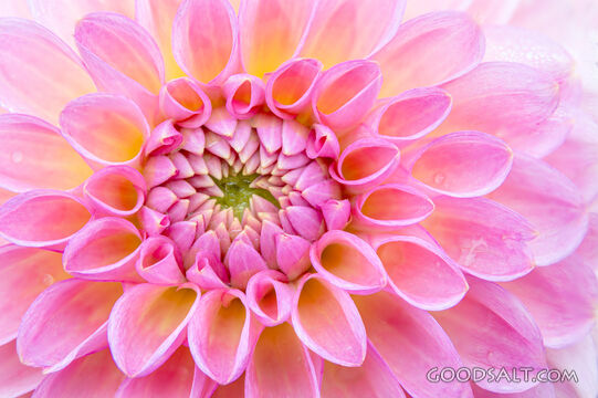 Pink Perfection