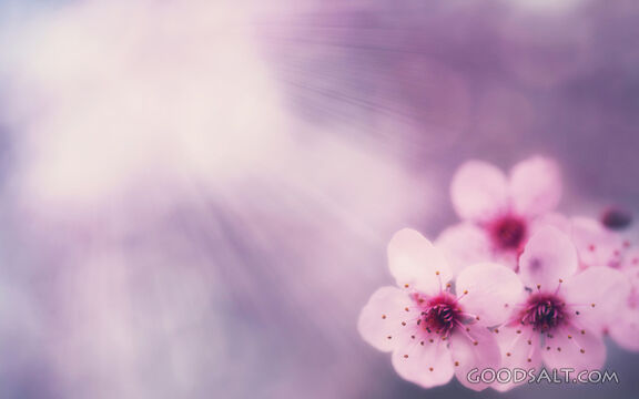 Pink Tree Flowers
