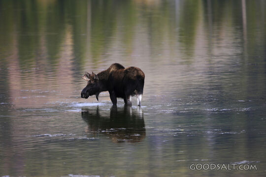 WYOMING. Grand Teton National Park. Bull moose (Alces alces)