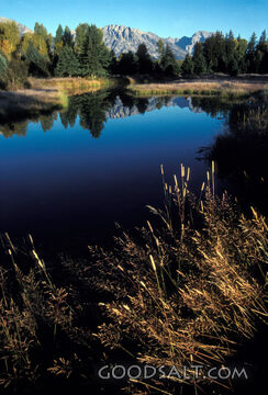 Snake River at Oxbow Bend, Grand Tetons National Park