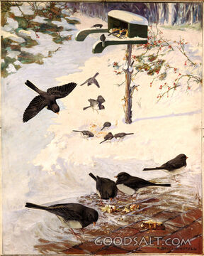 Snow Birds