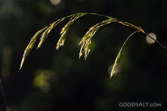 The Seed