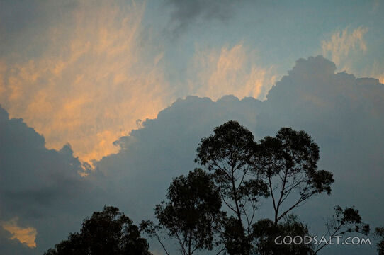 Bomen met wolken in achtergrond