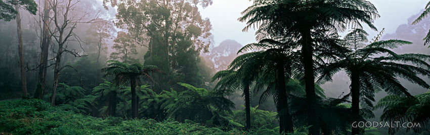 Tropischer Regen Wald