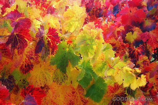 Vineyard on Fire