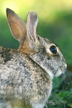 Wild Rabbit Side View