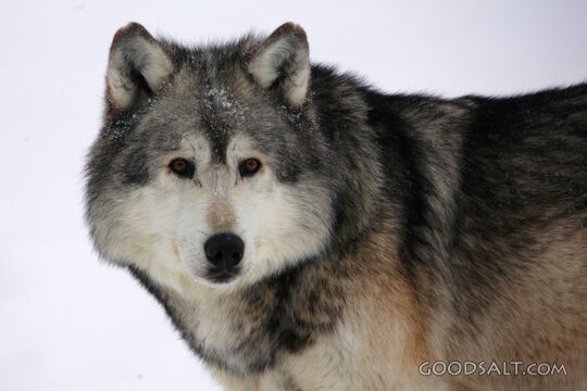 Wolf