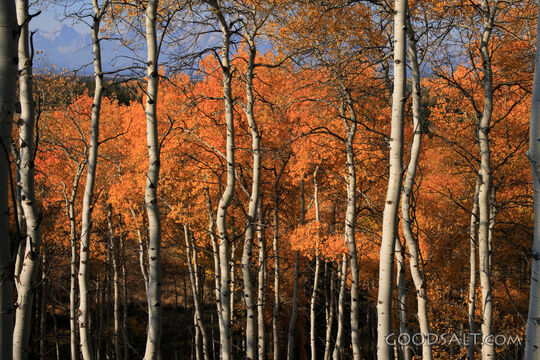 WYOMING. Teton National Park. Aspen grove in golden fall col